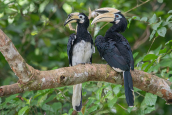 Картинка животные туканы птицы