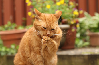 Картинка животные коты кот кошка