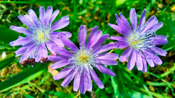 Картинка цветы луговые+ полевые +цветы