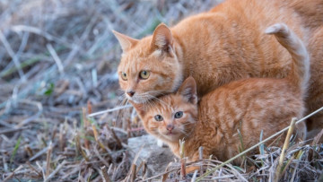 Картинка животные коты кот кошка