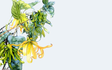 Картинка рисованное цветы цветок листья