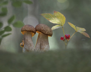 обоя природа, грибы