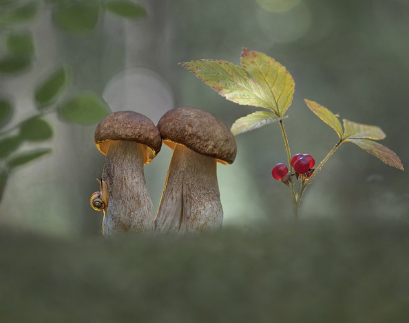 Обои картинки фото природа, грибы