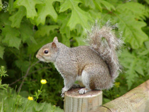 Картинка belka животные белки