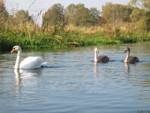 Картинка ditsch животные лебеди