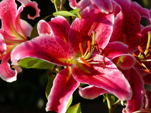 Картинка lilii цветы лилии лилейники