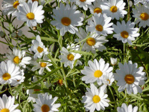 Картинка romaschki цветы ромашки