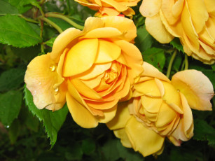 Картинка роза цветы розы