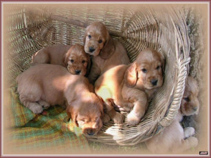 Картинка schenki животные собаки