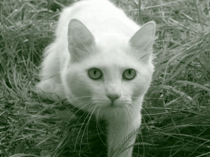 Картинка животные коты