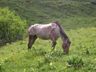 Картинка животные лошади