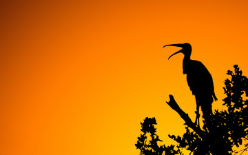 обоя woodstork, sunset, векторная, графика