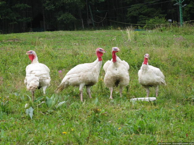 Обои картинки фото ditsch, животные, индюки