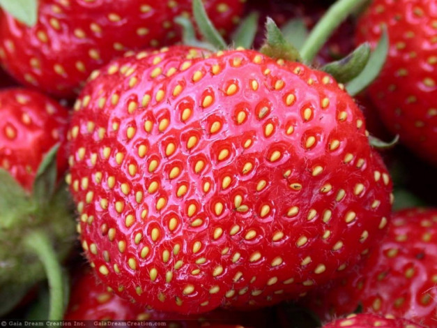 Обои картинки фото klubnika, еда, клубника, земляника