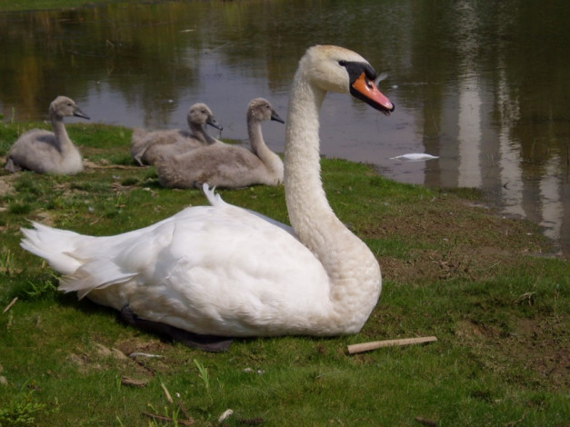 Обои картинки фото lebljad, животные, лебеди