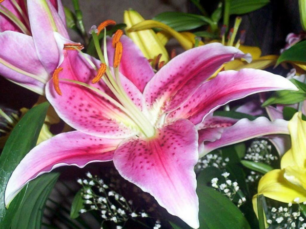 Обои картинки фото lilii, цветы, лилии, лилейники