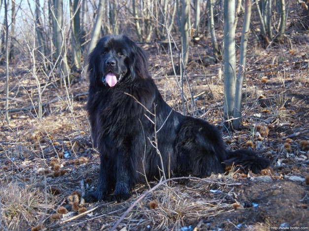 Обои картинки фото rex, животные, собаки