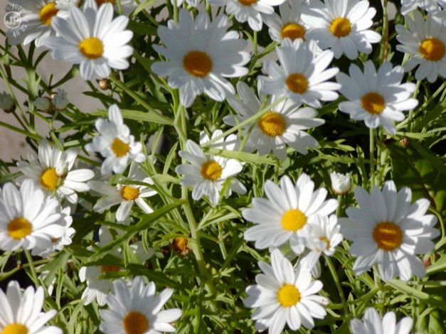 Обои картинки фото romaschki, цветы, ромашки