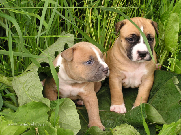 Обои картинки фото scharik, животные, собаки