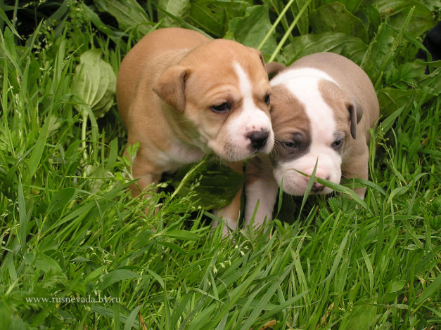 Обои картинки фото scharik, животные, собаки