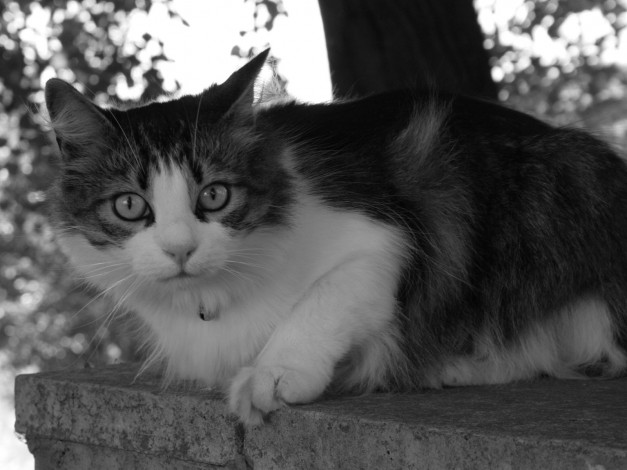 Обои картинки фото животные, коты