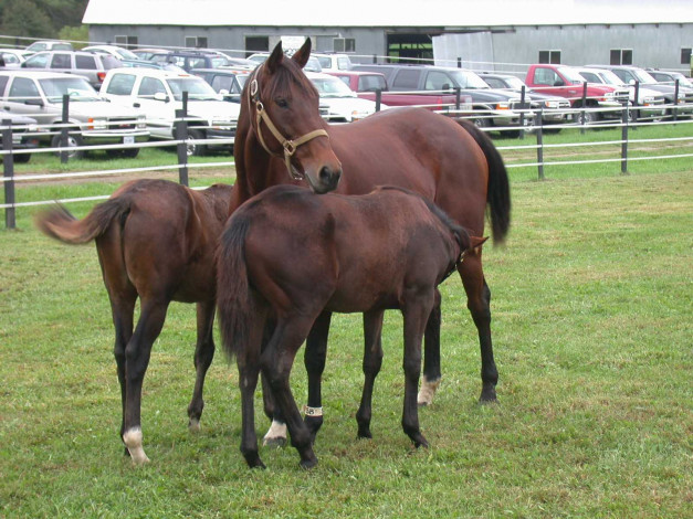 Обои картинки фото животные, лошади