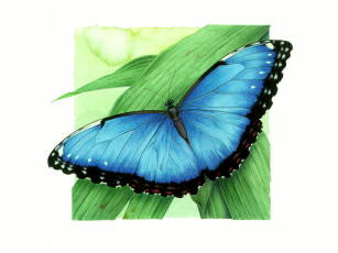 Картинка рисованные животные бабочки