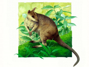 обоя рисованные, животные, кенгуру