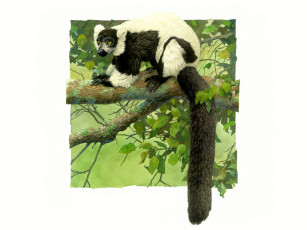 обоя рисованные, животные, лемуры, лемур