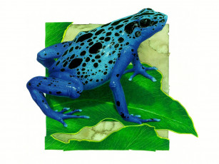 обоя рисованные, животные, лягушки