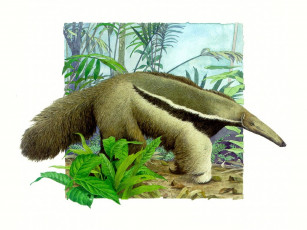 Картинка рисованные животные муравьед