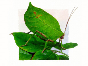 Картинка рисованные животные насекомые