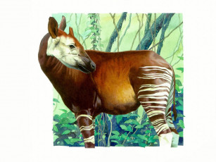 Картинка рисованные животные окапи