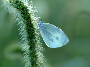 Картинка животные бабочки