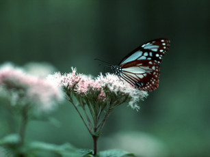 Картинка животные бабочки