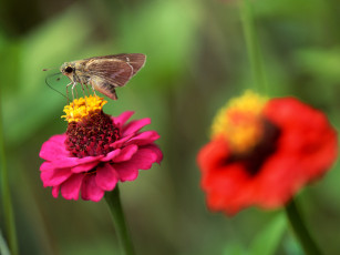 Картинка животные бабочки