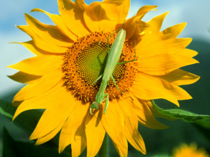 Картинка животные богомолы