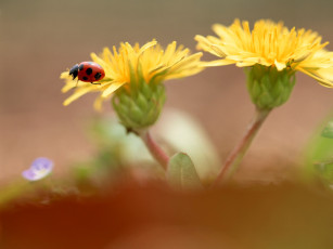 Картинка животные божьи коровки