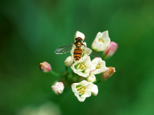 Картинка животные пчелы осы шмели