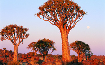 Картинка природа