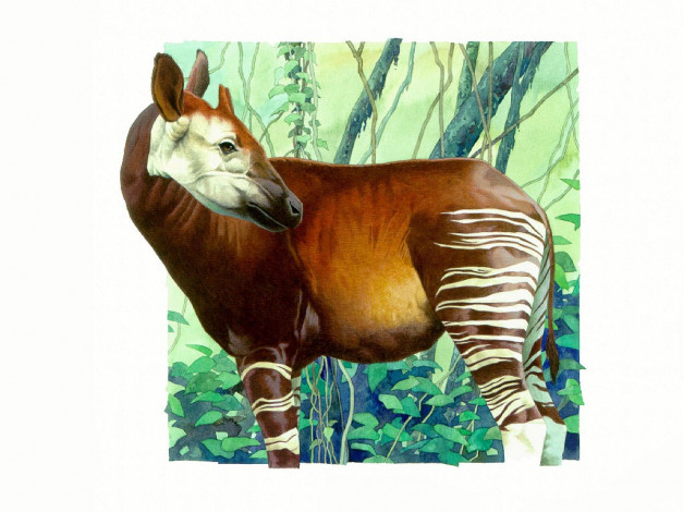 Обои картинки фото рисованные, животные, окапи