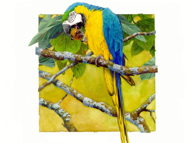 Обои картинки фото рисованные, животные, птицы, попугаи