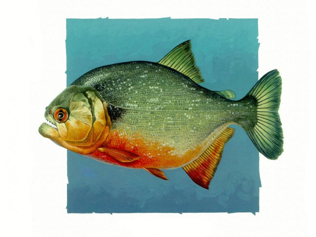 Обои картинки фото рисованные, животные, рыбы