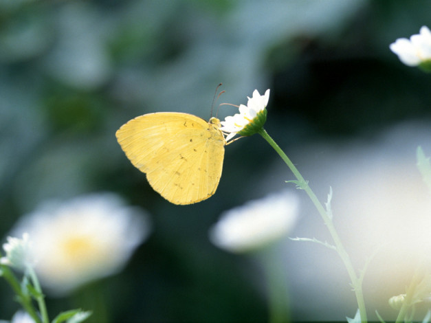 Обои картинки фото животные, бабочки