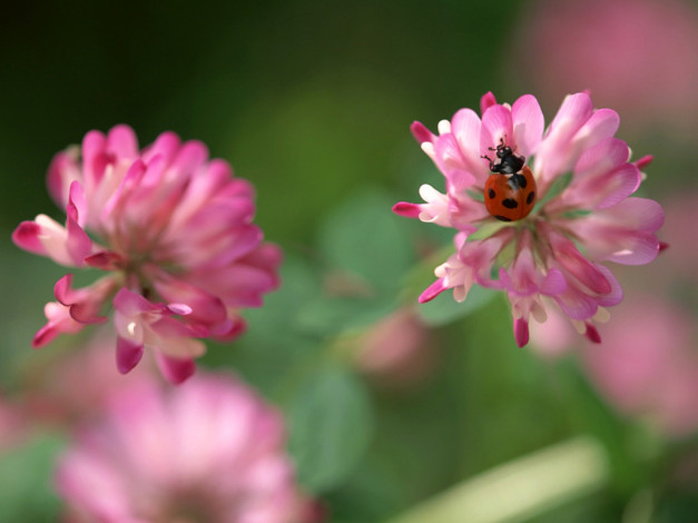 Обои картинки фото животные, божьи, коровки