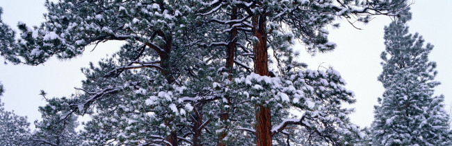 Обои картинки фото природа, зима