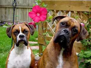 Картинка животные собаки