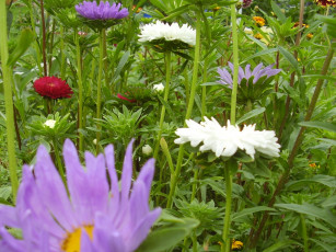 Картинка цветы астры