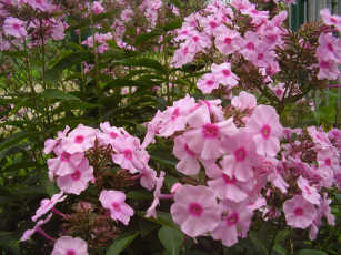 Картинка цветы флоксы