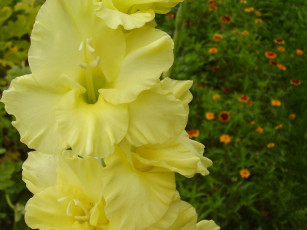 Картинка цветы гладиолусы